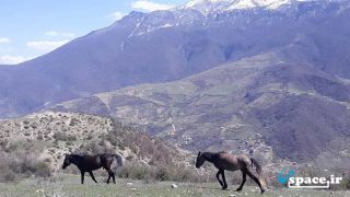 نمایی زیبا از طبیعت اطراف اقامتگاه بوم گردی البرز - گرگان - روستای زیارت